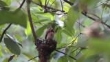 Japanese Paradise Flycatcher just before fledging.  The adult carried food and carried away excrement
