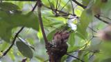 Japanese Paradise Flycatchers.  Two nestlings on the nest and one fledged.