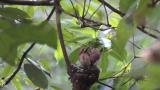 Japanese Paradise Flycatchers. Adult carried food to two nestlings.