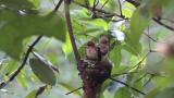 Japanese Paradise Flycatchers. Preening and flapping of two nestlings before fledging