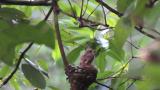 Japanese Paradise Flycatchers. Adult carried food to two nestlings.