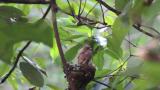 Japanese Paradise Flycatchers. Adult carried food to two nestlings.