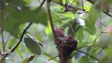 Japanese Paradise Flycatchers. Preening of two nestlings.