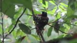 Incubating Japanese Paradise Flycatchers. Male then female.