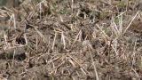 Foraging Buff-bellied Pipit