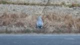 Male Hen Harrier on the ground