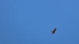 Soaring Eastern Marsh Harrier