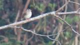 Perched Yellow-browed Bunting