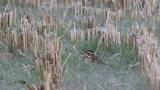 Foraging Yellow-browed Bunting