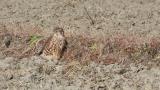 Merlin on the ground