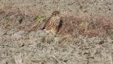 Merlin on the ground