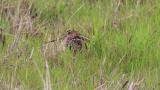 Resting Common Snipe