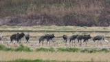 Foraging Hooded Cranes