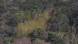 Hooded Crane in flight under strong wind