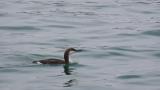 Pacific Loon