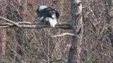 Steller's Sea Eagle