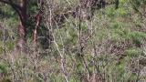 Mountain Hawk-eagles, copulation