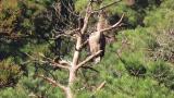Juvenile Mountain Hawk-eagle, begging call