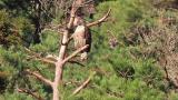 Juvenile Mountain Hawk-eagle, preening