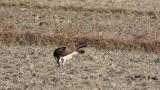 Western Osprey, eating on the ground