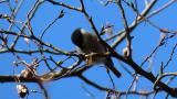 Foraging Willow Tit