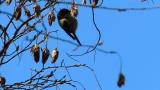 Foraging Willow Tit