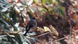 Foraging Eurasian Bullfinch