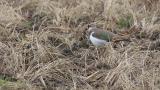 Foraging Northern Lapwing