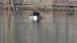 Baer's Pochard