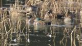 Baikal Teals