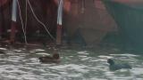 Ferruginous Duck
