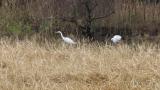 Foraging Oriental Stork and Great Egret