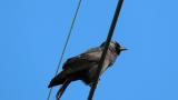Calling Daurian Jackdaw