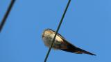 Perched Red-rumped Swallow, some voice