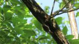 Eurasian Treecreeper climbing a tree