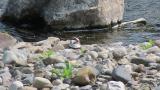 Incubating Long-billed Plover