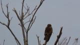 Perched Eastern Marsh Harrier