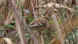 Foraging Long-tailed Rosefinch