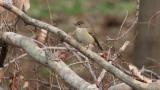 Perched Taiga Flycatcher
