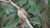 Perched Taiga Flycatcher
