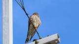 Perched Common Kestrel