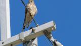 Perched Common Kestrel