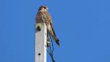 Perched Common Kestrel