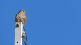 Perched Common Kestrel and took flight