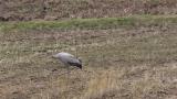 Juvenile Common Crane