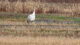 Juvenile Red-crowned Crane