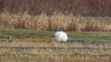 Juvenile Red-crowned Crane