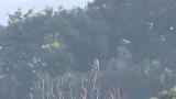 White-tailed Eagle, took flight