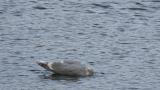 Bathing Glaucous-winged Gull