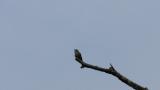 Singing Asian Brown Flycatcher